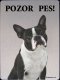 Bostonský terrier