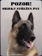 Belgický ovčák Malinois 2 (objekt střežen psy)