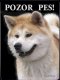 Akita inu