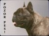 Francouzský buldog 2