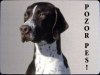 Pointer