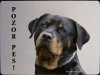 Rotvajler (Rottweiler) 2