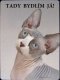 Sphynx kočka