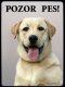 Labrador retrivr