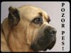 Cane Corso