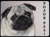 Mops 1