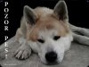 Akita inu 2