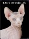 Sphynx kočka 1