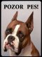 Boxer trikolor