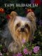 Jorkšírský teriér Yorkshire terrier 1