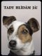 Jack Russel terier