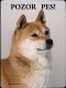 Šiba Inu (Shiba Inu)