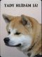 Akita inu 4