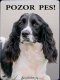 Anglický špringeršpaněl, springer spaniel