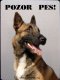 Belgický ovčák Malinois 3