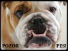 Anglický bulldog