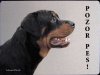 Rotvajler (Rottweiler) 1