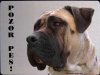 Boerboel Búrský buldok