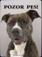 Americký pitbull 1
