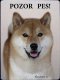 Šiba Inu 1 (Shiba Inu)