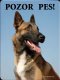 Belgický ovčák Malinois 1