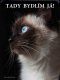 Ragdoll kočka
