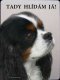 Kavalír King Charles španěl Tricolor