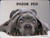 Labrador černý 1