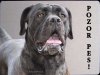 Cane Corso 1