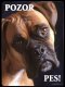 Boxer