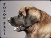 Leonberger 1