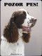 Anglický špringeršpaněl, springer spaniel 1
