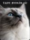 Ragdoll kočka 1