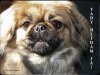 Pekinéz 2