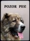 Kazašský pastevecký pes