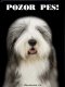 Bobtail