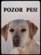 Labrador retrívr 1