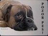 Boxer 2