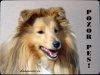 Šeltie Sheltie