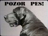 Německá doga modrá 3