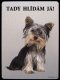 Jorkšírský teriér Yorkshire terrier