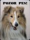 Šeltie Sheltie 1