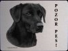 Labrador černý 3