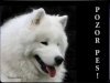 Samojed