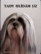 Lhasa apso