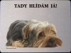 Jorkšírský teriér Yorkshire terrier 2