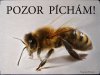 Tabulka "POZOR VČELY" Pozor píchám 1