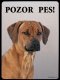 Rhodeský ridgeback