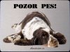 Anglický špringeršpaněl, springer spaniel 2