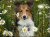 Šeltie Sheltie 2